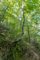 Very green beech tree forest (Fagus Sylvatica). Parc Natural del Montseny, Catalonia, Spain.