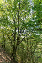 Fototapeta na wymiar Very green beech tree forest (Fagus Sylvatica). Parc Natural del Montseny, Catalonia, Spain.