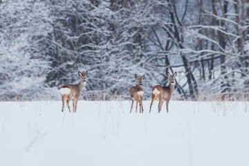 Roe deer standing in the snow field at winter