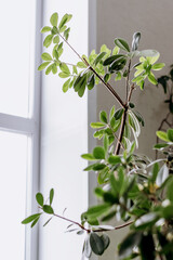 Pittosporum on the background of the window.Home gardening.Houseplants and urban jungle concept.Biophilic design.Selective focus with shallow depth of field.