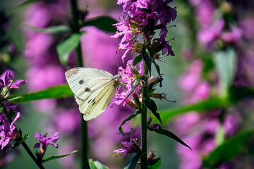 Kleiner Kohlwei&szlig;ling ( Pieris rapae ).
