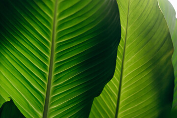 Beautiful green leaves close up.Natural background.Home gardening.Houseplants and urban jungle concept.Biophilic design.