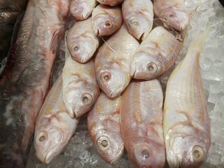 fresh fish on ice