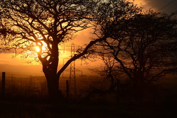 some trees during sunset on the top of a hill with some electric pylons behind them in the distance giving a harmony between man made and nature