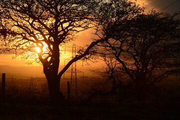 some trees during sunset on the top of a hill with some electric pylons behind them in the distance...