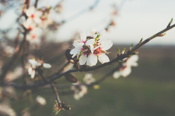 Primeras flores de primavera