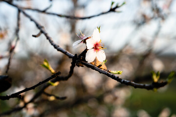 Primeras flores de primavera