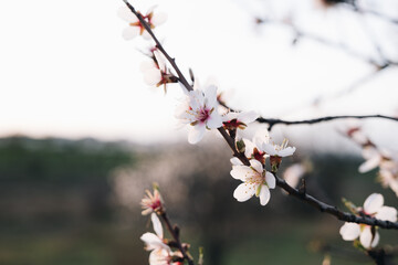 Primeras flores de primavera