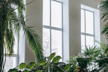Fragment of the interior of a greenhouse with tropical and indoor plants.Home gardening.Houseplants and urban jungle concept.Biophilia design.Selective focus.