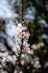 Primeras flores de primavera