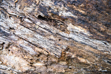 Warm old tree trunk texture, closeup photo. Weathered timber texture with bark and noise. Dead tree in forest.