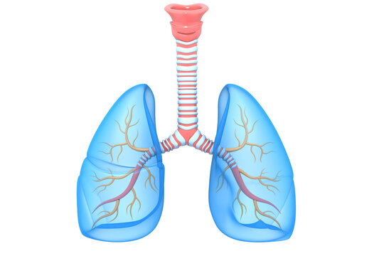 Human lungs anatomy 3d render