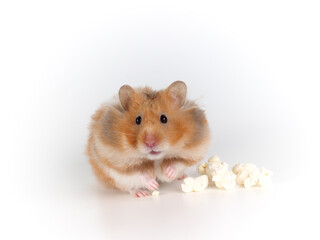Fluffy Syrian hamster eating popcorn.