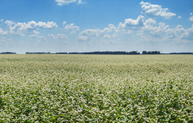 Fototapeta na wymiar Blooming field with buckwheat. Agriculture landscape. Summer, beautiful blue sky with white clouds.