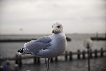 Birds at a pier