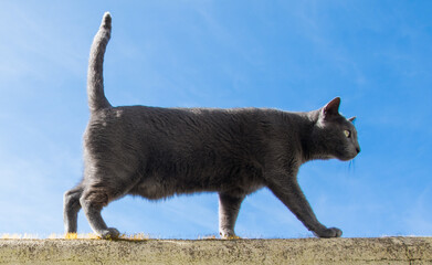 Gray Cat With Yellow Eyes Perched On A Wall With The Blue Sky Background. Russian Blue