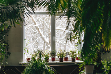 A fragment of the interior with potted indoor plants and palm trees.Outside the window is a snow-covered landscape.Home gardening.Houseplants and urban jungle concept.Biophilia design.Selective focus.