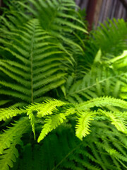 Fototapeta na wymiar Fresh green fern leaves. Fern bush in summer in sunny weather