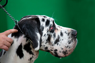 Large dog wearing choke chain