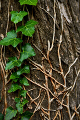 Beautiful natural texture of a climbing green ivy