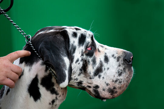 Large Dog Wearing Choke Chain