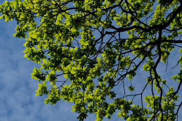 Branches and young and green leaves of oak tree against blue sky and clouds in natural light. Selective focus. Sharp sunlight. Natural background. Forest. Spring. Summer.