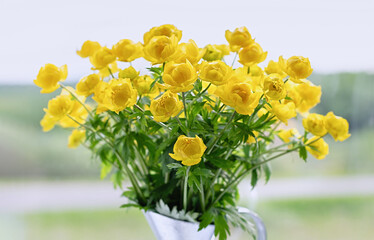 Trollius europaeus in a vase. Yellow wildflowers, Globe flower closely related to Ranunculus.