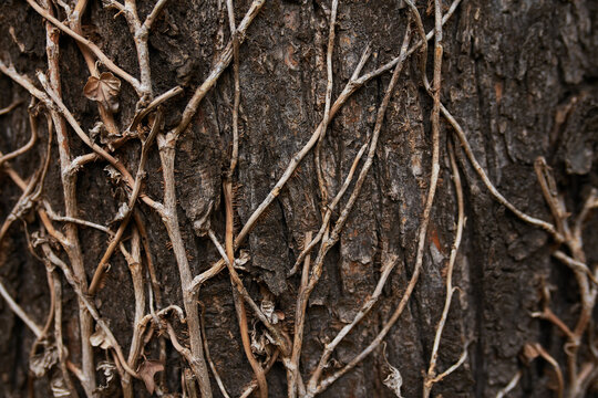 Beautiful natural texture of a climbing green ivy