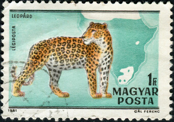 HUNGARY - CIRCA 1981: stamp printed by Hungary shows leopard