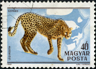 HUNGARY - CIRCA 1981: A stamp printed in Hungary shows a Acinonyx jubatus