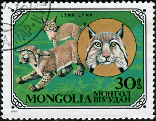 MONGOLIA - CIRCA 1979: a stamp printed in Mongolia shows lynx