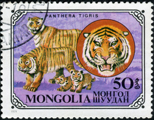Mongolia - CIRCA 1979: A stamp printed in Mongolia shows animal Tiger