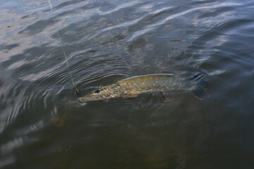 Summer fishing, pike fishing, spinning on the lake