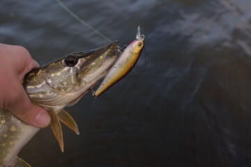 Summer fishing, pike fishing, spinning on the lake