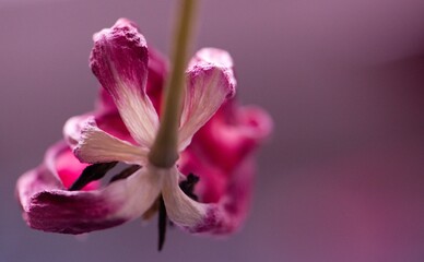 Fototapeta na wymiar vertrocknete Tulpe in pink/rosa/weiß