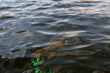 Summer fishing, pike fishing, spinning on the lake