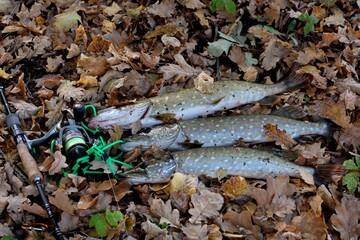 Summer fishing, pike fishing, spinning on the lake