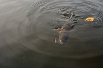 Summer fishing, perch fishing spinning reel on the lake
