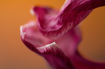 vertrocknete Tulpe in lila, rosa, weiß und orange

