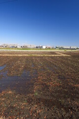 水を入れた春の田圃風景