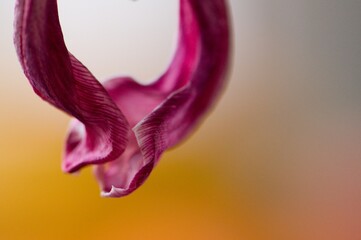 vertrocknete Tulpe in lila, rosa, weiß, orange