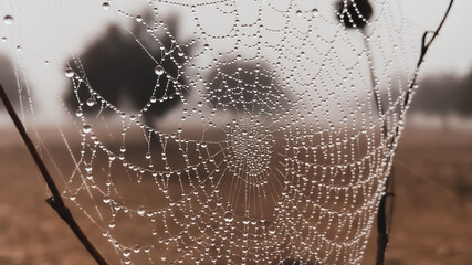 tela de araña con gotas de agua por el rocío de la niebla de la mañana en España