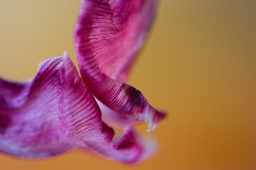 vertrocknete Tulpe in pink, weiß, gelb