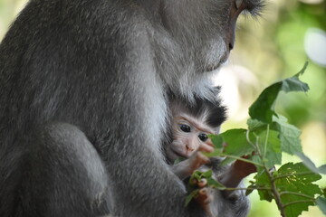 Monkey in the forrest , Bali