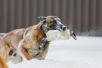 Fototapeta na wymiar Belgian Shepherd Malinois dog in the snow