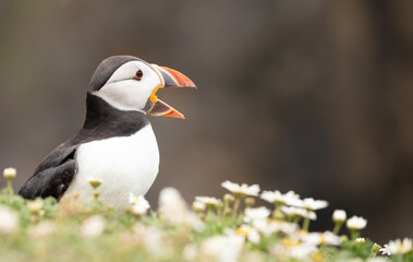 Puffin.