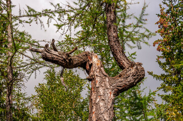 Old trunk of larch with tiny needles on the blue background of grey sky. Wild plants in the forest