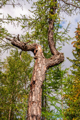 Old trunk of larch with tiny needles on the blue background of grey sky. Wild plants in the forest