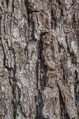 Dry oak bark close-up. Background image