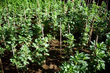 Cultivation of fava beans, which already contain the flowers